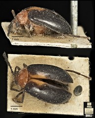 Arcastes suturalis•&copy; Ang Yuchen•CC BY 4.0