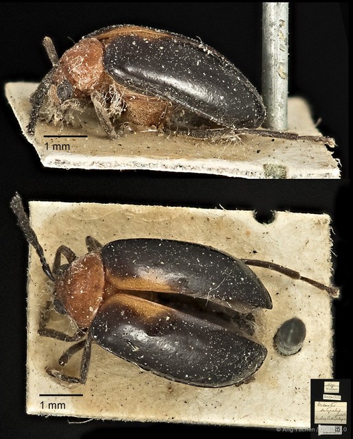 Arcastes suturalis•&copy; Ang Yuchen•CC BY 4.0