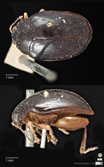 Arsipoda wallacei • © Ang Yuchen • CC BY 4.0
