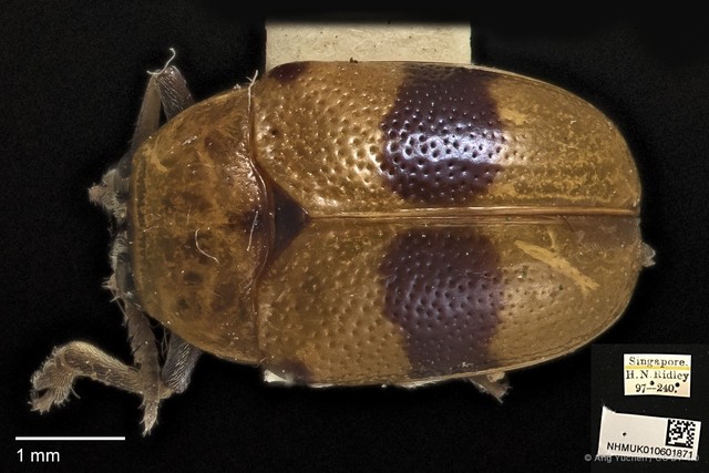 Aspidolopha buquetii•&copy; Ang Yuchen•CC BY 4.0