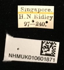 Aspidolopha buquetii•All Rights ReservedMuseum Label