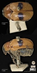 Aspidolopha buquetii•&copy; Ang Yuchen•CC BY 4.0
