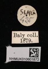 Aspidolopha buquetii•All Rights ReservedMuseum Label