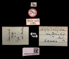 Aspidolopha imperialis•All Rights ReservedMuseum Label
