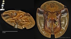 Aspidomorpha biremis•&copy; Ang Yuchen•CC BY 4.0