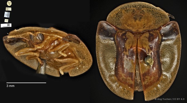 Aspidomorpha biremis•&copy; Ang Yuchen•CC BY 4.0