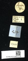 Aspidomorpha biremis•All Rights ReservedMuseum Label