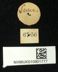 Aspidomorpha calligera•All Rights ReservedMuseum Label