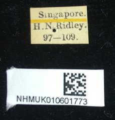 Aspidomorpha dorsata•All Rights ReservedMuseum Label