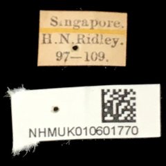 Aspidomorpha elevata•All Rights ReservedMuseum Label