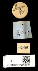 Aspidomorpha elevata•All Rights ReservedMuseum Label