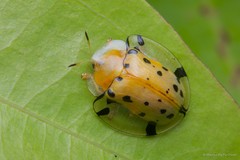 Aspidomorpha miliaris•&copy; Marcus Ng Fu Chuan•All Rights Reserved