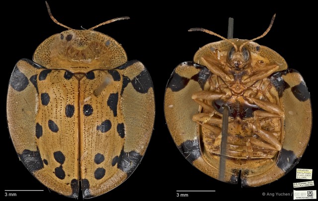 Aspidomorpha miliaris•&copy; Ang Yuchen•CC BY 4.0