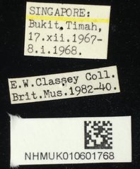 Aspidomorpha miliaris•All Rights ReservedMuseum Label