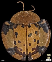 Aspidomorpha miliaris•&copy; Ang Yuchen•CC BY 4.0