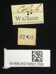 Aspidomorpha miliaris•All Rights ReservedMuseum Label