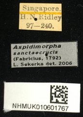 Aspidomorpha sanctaecrucis•All Rights ReservedMuseum Label