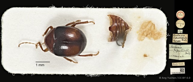 Aulacia bipustulata•&copy; Ang Yuchen•CC BY 4.0