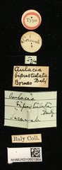 Aulacia bipustulata•All Rights ReservedMuseum Label