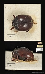 Aulacia bipustulata•&copy; Ang Yuchen•CC BY 4.0