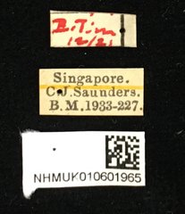 Aulacia bipustulata•All Rights ReservedMuseum Label