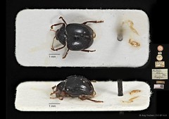 Aulacia diversa•&copy; Ang Yuchen•CC BY 4.0