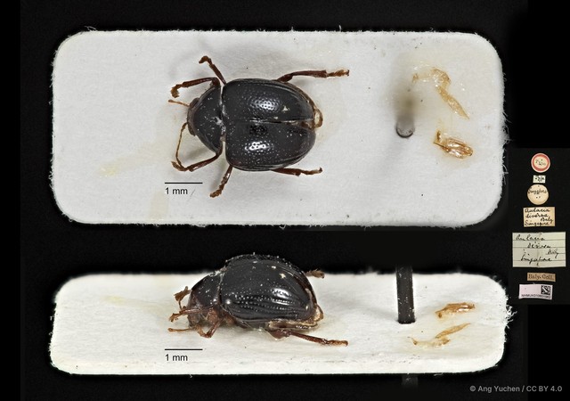 Aulacia diversa•&copy; Ang Yuchen•CC BY 4.0