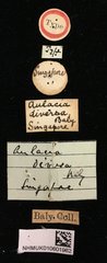 Aulacia diversa•All Rights ReservedMuseum Label
