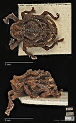 Aulacolepis decorata•&copy; Ang Yuchen•CC BY 4.0