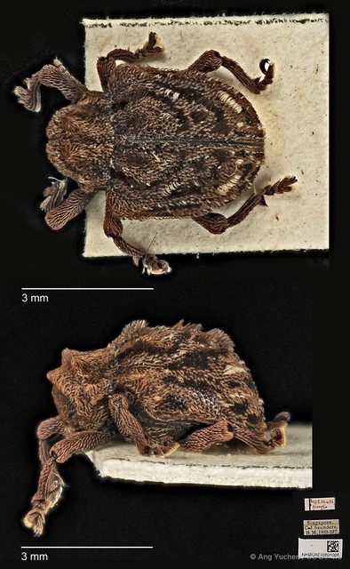 Aulacolepis decorata•&copy; Ang Yuchen•CC BY 4.0