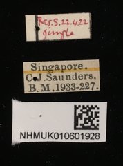 Aulacolepis decorata•All Rights ReservedMuseum Label
