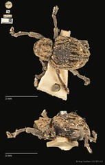 Aulacolepis decorata•&copy; Ang Yuchen•CC BY 4.0