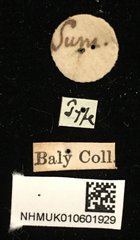 Aulacolepis decorata•All Rights ReservedMuseum Label