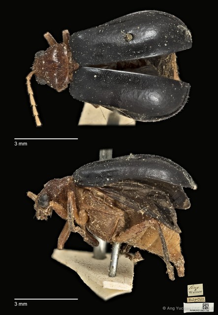 Aulacophora antennata•&copy; Ang Yuchen•CC BY 4.0