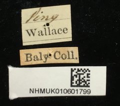 Aulacophora antennata•All Rights ReservedMuseum Label
