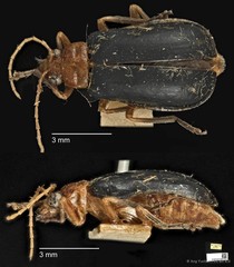 Aulacophora apicipes•&copy; Ang Yuchen•CC BY 4.0