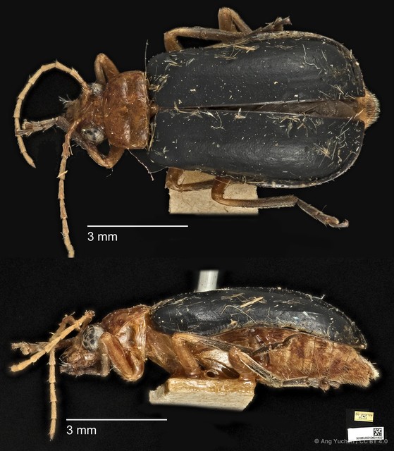 Aulacophora apicipes•&copy; Ang Yuchen•CC BY 4.0