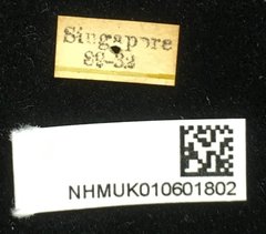 Aulacophora apicipes•All Rights ReservedMuseum Label
