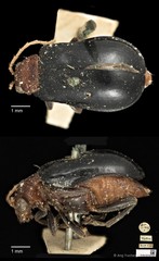 Aulacophora apicipes•&copy; Ang Yuchen•CC BY 4.0
