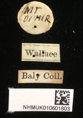 Aulacophora apicipes•All Rights ReservedMuseum Label