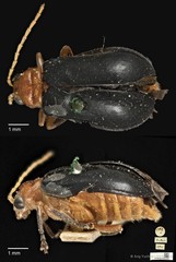 Aulacophora atripennis•&copy; Ang Yuchen•CC BY 4.0