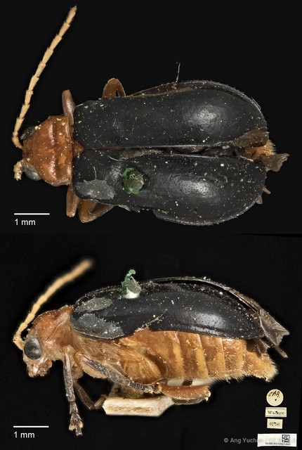 Aulacophora atripennis•&copy; Ang Yuchen•CC BY 4.0