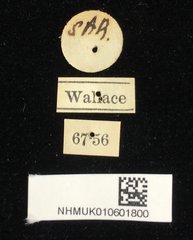 Aulacophora atripennis•All Rights ReservedMuseum Label