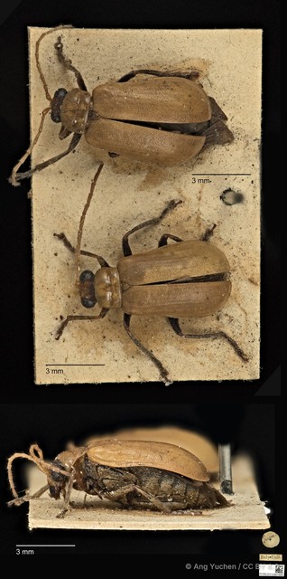 Aulacophora coffeae•&copy; Ang Yuchen•CC BY 4.0