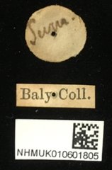 Aulacophora coffeae•All Rights ReservedMuseum Label