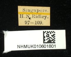 Aulacophora flaviventris•All Rights ReservedMuseum Label