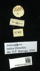 Aulacophora indica•All Rights ReservedMuseum Label