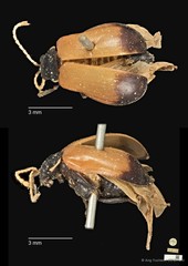 Aulacophora luteicornis•&copy; Ang Yuchen•CC BY 4.0