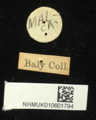 Aulacophora luteicornis•All Rights ReservedMuseum Label