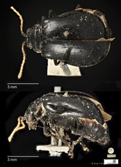 Aulacophora luteicornis•&copy; Ang Yuchen•CC BY 4.0